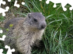 Futerko, Trawa, Marmota