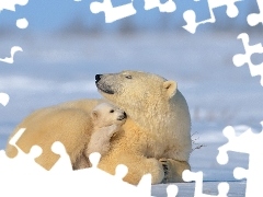 Polarne, Macierzyństwo, Misie