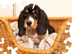 Basset, Pies
