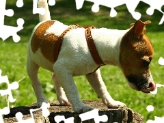 Język, Pień, Jack Russell Terrier