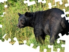 Czarny, Trawy, Niedźwiedź