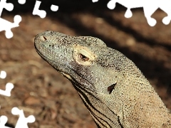 Z, Komodo, Waran