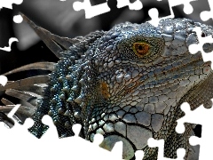 Zbliżenie, Iguana