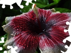 Krople Rosy, Makro, Hibiskus