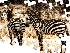 Zebry