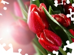 Rosy, Krople, Czerwone, Tulipany