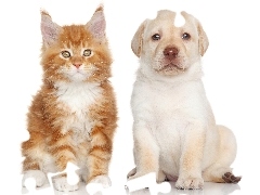 Labrador Retriever, Pies, Kot, Maine Coon