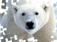 Niedźwiedź polarny