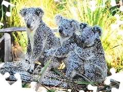 Koala, Misie