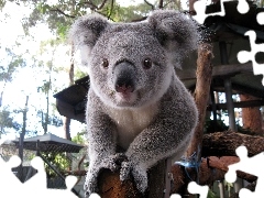 Drewno, Oczka, Koala