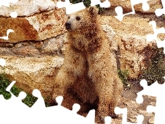 Skały, Miś