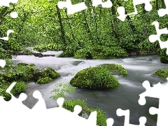 Kamienie, Las, Rzeka