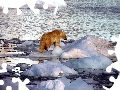Lód, Woda, Zima, Niedźwiedź Polarny