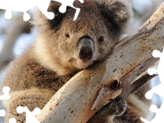Koala, Drzewo, Miś