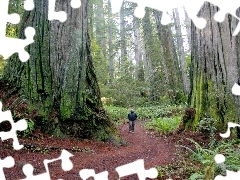Człowiek, Sekwoje, Las, Stany Zjednoczone, Paprocie, Stan Kalifornia, Park Narodowy Redwood