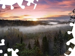 Mgła, Wschód Słońca, Las
