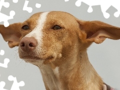 Podenco z Ibizy, Pies