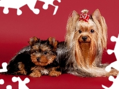 Szczeniak, Yorkshire terrier, Mama