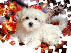 Szczeniaczek, Liście, Bichon Frise