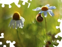 Margerytka, Bokeh, Ślimak