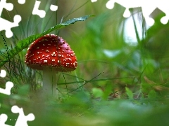 Białe, Grzyb, Kapelusz, Muchomor, Kropki, Czerwony