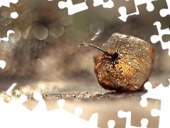 Bokeh, Miechunka Rozdęta