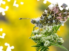 Zorka, Motyl