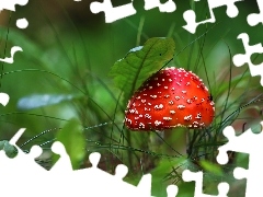 Białe, Grzyb, Kapelusz, Muchomor, Kropki, Czerwony