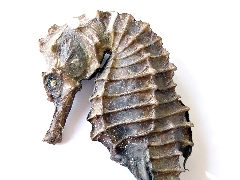 Morski, Konik