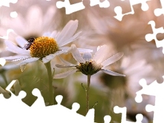 Owad, Kwiaty, Margerytki, Białe