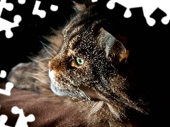 Oczy, Zielone, Kot, Maine coon
