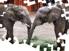 Dwa, Poznańskie ZOO, Słonie