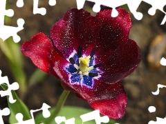 Tulipan, Krople, Czerwony