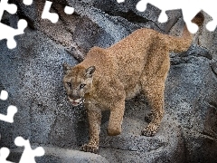 Skały, Puma