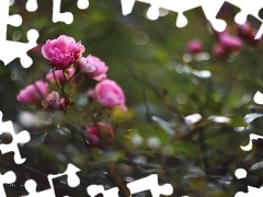 Róża, Bokeh, Różowa