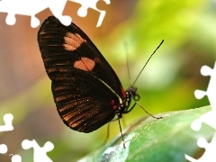Motyl, Skrzydła