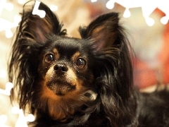 Spaniel, Postawione, Uszy, Zapatrzony, Papillon, Piesek