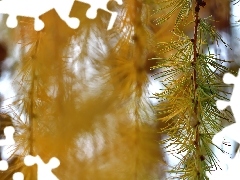 Igły, Żółte, Modrzew, Gałązka