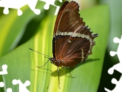 Owad, Liść, Motyl