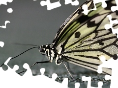 Skrzydła, Makro, Motyl