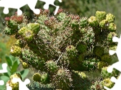Prolifera, Cylindropuntia