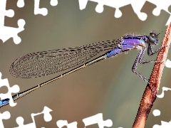 Ważka, Owad
