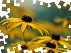 Żółty, Kwiat, Rudbekia