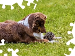 Jeż, Bearded collie, Brązowy, Pies