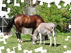 Koń, Łąka, Osiołek