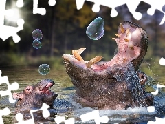 Bańki, Hipopotamy
