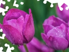 Krople, Rosy, Tulipany