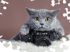 Fotograficzny, Aparat, Kot, Brytyjski