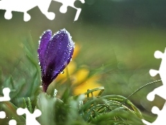 Krople, Kwiat, Krokus, Fioletowy