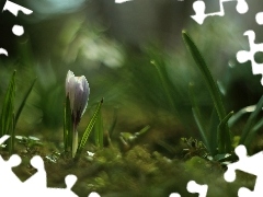 Kwiat, Wiosna, Krokus